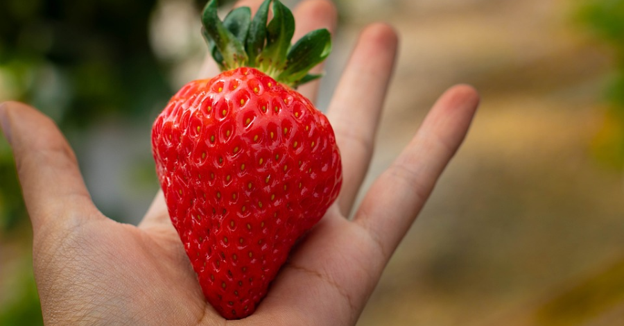 5 RECEITAS DE SOBREMESA DE MORANGO